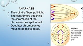 ANAPHASE
 The spindle fibers pull tight.
 The centromers attaching
the chromatids of the
chromosomes split in half.
 Daughter chromosomes
move to opposite poles.
 