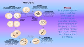 Mitosis
Es el proceso por el
cual las células
somáticas se
multiplican en
animales y plantas,
pero no siempre en
hongos y protistas,
la envoltura nuclear
que separa el DNA
del citoplasma se
desintegra.
 
