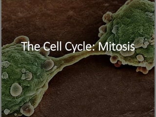 The Cell Cycle: Mitosis
 