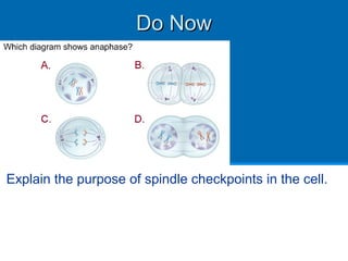 Mitosis glencoe | PPT