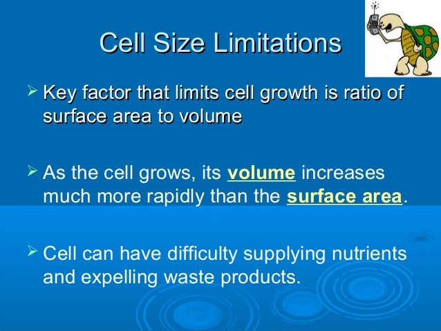 mitosis glencoe why is there a limit on cell size