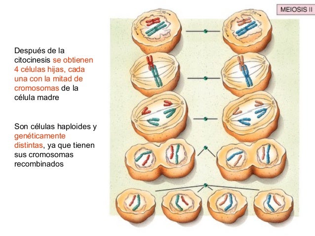 Mitosis y meiosis