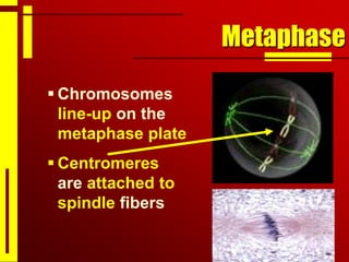 Metaphase
 Chromosomes
line-up on the
metaphase plate
 Centromeres
are attached to
spindle fibers
 