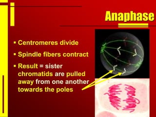 Anaphase
 Centromeres divide
 Spindle fibers contract
 Result = sister
chromatids are pulled
away from one another
towards the poles
 