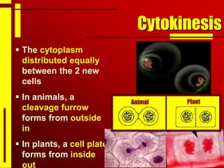 Cytokinesis
 The cytoplasm
distributed equally
between the 2 new
cells
 In animals, a
cleavage furrow
forms from outside
in
 In plants, a cell plate
forms from inside
out
Plant
Animal
 