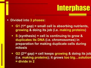 Interphase
 Divided into 3 phases:
 G1 (1st gap) = small cell is absorbing nutrients,
growing & doing its job (i.e. making proteins)
 S (synthesis) = cell is continuing to grow &
duplicates its DNA (i.e. chromosomes) in
preparation for making duplicate cells during
mitosis
 G2 (2nd gap) = cell keeps growing & doing its job
(i.e. making proteins); it grows too big…solution
= divide in 2
 