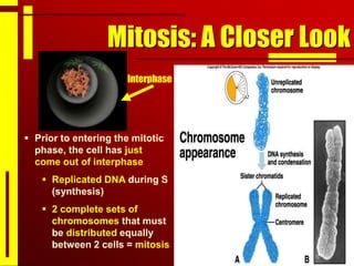 Mitosis: A Closer Look
 Prior to entering the mitotic
phase, the cell has just
come out of interphase
 Replicated DNA during S
(synthesis)
 2 complete sets of
chromosomes that must
be distributed equally
between 2 cells = mitosis
Interphase
 