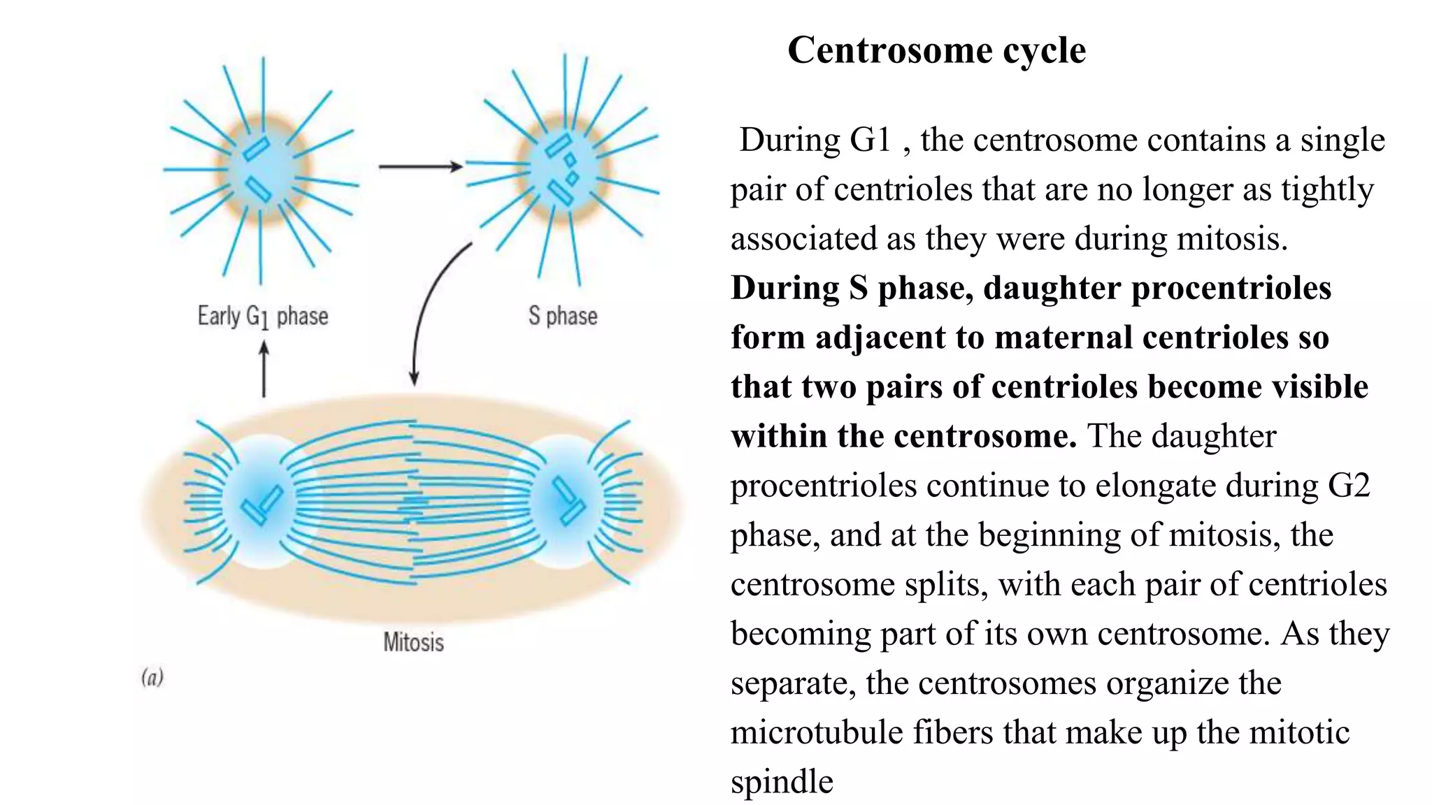 Centrosome cycle
During G1 , the centrosome contains a single
pair of centrioles that are no longer as tightly
associated as they were during mitosis.
During S phase, daughter procentrioles
form adjacent to maternal centrioles so
that two pairs of centrioles become visible
within the centrosome. The daughter
procentrioles continue to elongate during G2
phase, and at the beginning of mitosis, the
centrosome splits, with each pair of centrioles
becoming part of its own centrosome. As they
separate, the centrosomes organize the
microtubule fibers that make up the mitotic
spindle
 