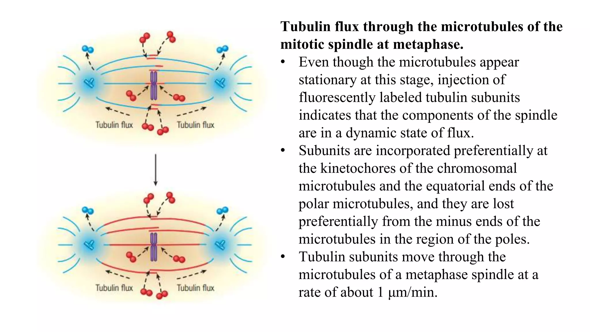 Tubulin flux through the microtubules of the
mitotic spindle at metaphase.
• Even though the microtubules appear
stationary at this stage, injection of
fluorescently labeled tubulin subunits
indicates that the components of the spindle
are in a dynamic state of flux.
• Subunits are incorporated preferentially at
the kinetochores of the chromosomal
microtubules and the equatorial ends of the
polar microtubules, and they are lost
preferentially from the minus ends of the
microtubules in the region of the poles.
• Tubulin subunits move through the
microtubules of a metaphase spindle at a
rate of about 1 μm/min.
 