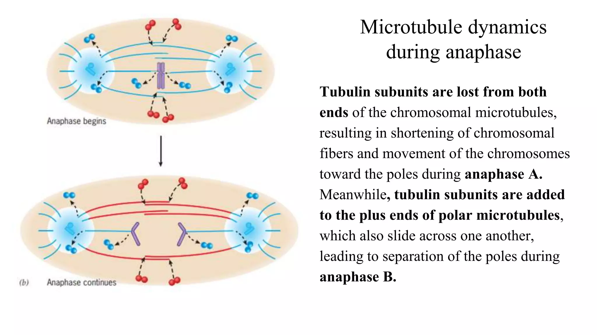 Microtubule dynamics
during anaphase
Tubulin subunits are lost from both
ends of the chromosomal microtubules,
resulting in shortening of chromosomal
fibers and movement of the chromosomes
toward the poles during anaphase A.
Meanwhile, tubulin subunits are added
to the plus ends of polar microtubules,
which also slide across one another,
leading to separation of the poles during
anaphase B.
 
