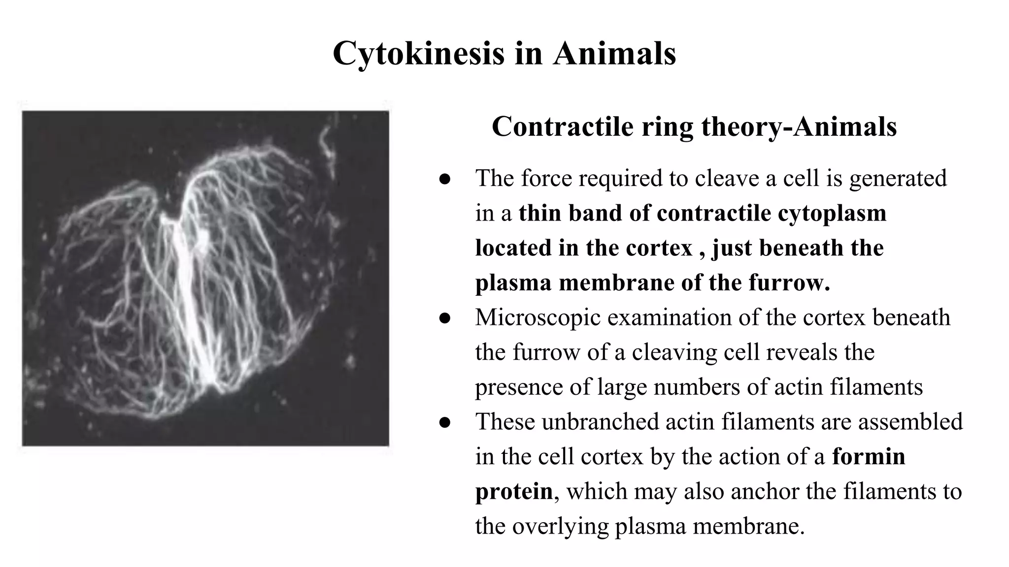 Cytokinesis in Animals
Contractile ring theory-Animals
● The force required to cleave a cell is generated
in a thin band of contractile cytoplasm
located in the cortex , just beneath the
plasma membrane of the furrow.
● Microscopic examination of the cortex beneath
the furrow of a cleaving cell reveals the
presence of large numbers of actin filaments
● These unbranched actin filaments are assembled
in the cell cortex by the action of a formin
protein, which may also anchor the filaments to
the overlying plasma membrane.
 