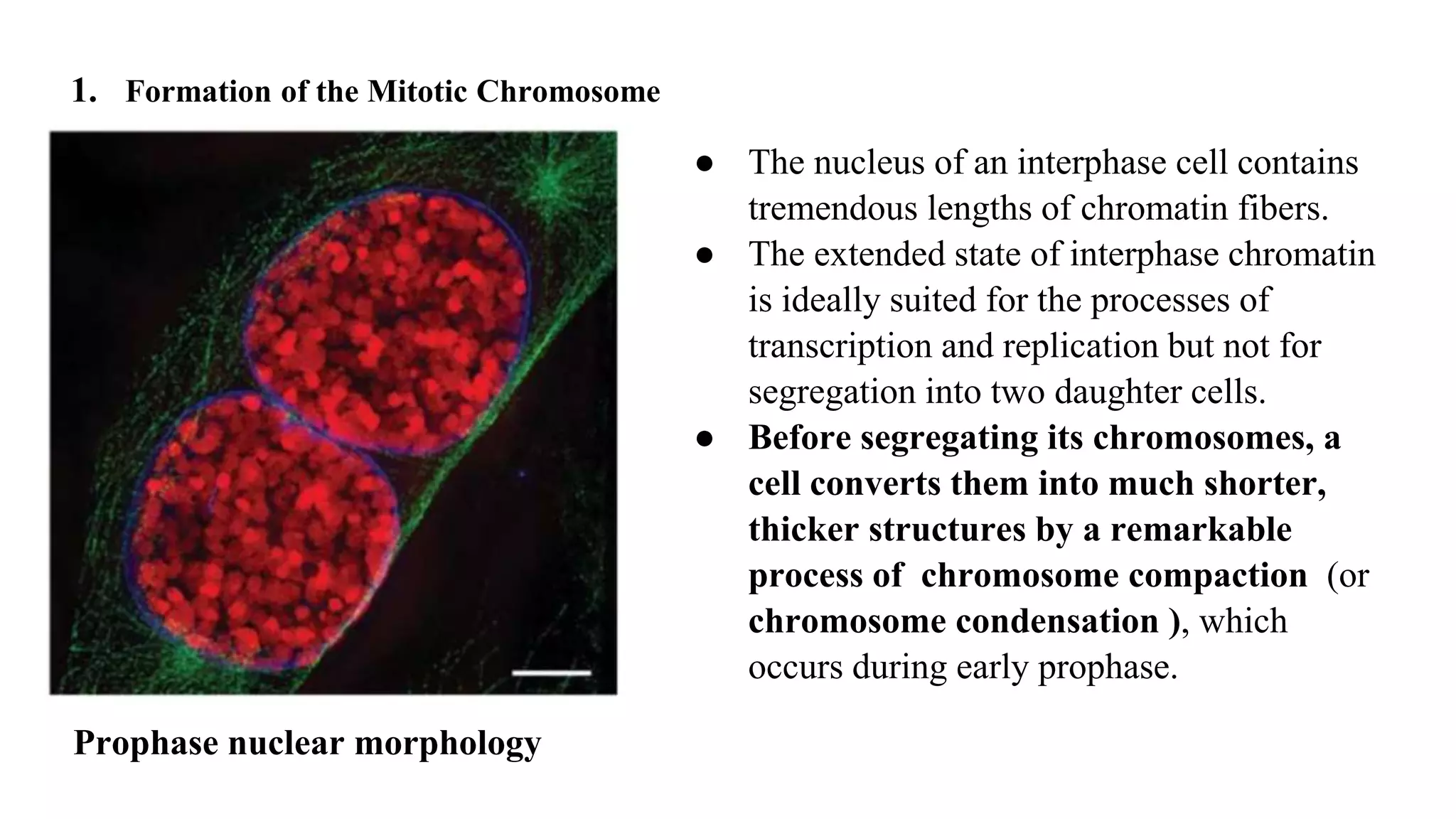 1. Formation of the Mitotic Chromosome
● The nucleus of an interphase cell contains
tremendous lengths of chromatin fibers.
● The extended state of interphase chromatin
is ideally suited for the processes of
transcription and replication but not for
segregation into two daughter cells.
● Before segregating its chromosomes, a
cell converts them into much shorter,
thicker structures by a remarkable
process of chromosome compaction (or
chromosome condensation ), which
occurs during early prophase.
Prophase nuclear morphology
 