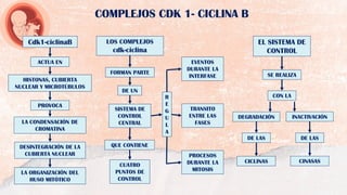 COMPLEJOS CDK 1- CICLINA B
LOS COMPLEJOS
cdk-ciclina
FORMAN PARTE
DE UN
SISTEMA DE
CONTROL
CENTRAL
CUATRO
PUNTOS DE
CONTROL
QUE CONTIENE
R
E
G
U
L
A
EL SISTEMA DE
CONTROL
SE REALIZA
CON LA
DEGRADACIÓN INACTIVACIÓN
DE LAS
DE LAS
CICLINAS CINASAS
EVENTOS
DURANTE LA
INTERFASE
TRANSITO
ENTRE LAS
FASES
PROCESOS
DURANTE LA
MITOSIS
HISTONAS, CUBIERTA
NUCLEAR Y MICROTÚBULOS
LA CONDENSACIÓN DE
CROMATINA
DESINTEGRACIÓN DE LA
CUBIERTA NUCLEAR
LA ORGANIZACIÓN DEL
HUSO MITÓTICO
Cdk1-ciclinaB
PROVOCA
ACTUA EN
 