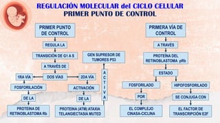 REGULACIÓN MOLECULAR del CICLO CELULAR
PRIMER PUNTO DE CONTROL
PRIMER PUNTO
DE CONTROL
REGULA LA
TRANSICIÓN DE G1 A S
A TRAVÉS DE
DOS VÍAS
FOSFORILACIÓN ACTIVACIÓN
PROTEINA DE
RETINOBLASTOMA Rb
DE LA DE LA
PROTEINA (ATM) ATAXIA
TELANGIECTASIA MUTED
PRIMERA VÍA DE
CONTROL
A TRAVÉS
PROTEÍNA DEL
RETINOBLASTOMA pRb
ESTADO
FOSFORILADO HIPOFOSFORILADO
POR SE CONJUGA CON
EL COMPLEJO
CINASA-CICLINA
EL FACTOR DE
TRANSCRIPCIÓN E2F
1RA VÍA 2DA VÍA
GEN SUPRESOR DE
TUMORES P53
A
C
T
I
V
A
 