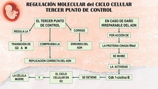 REGULACIÓN MOLECULAR del CICLO CELULAR
TERCER PUNTO DE CONTROL
EL TERCER PUNTO
DE CONTROL
REGULA LA
LA PROTEINA CINASA Weel
LA ACTIVIDAD
EN CASO DE DAÑO
IRREPARABLE DEL ADN
POR ACCIÓN DE
EL CICLO
CELULAR EN
G2
SE DETIENE
LA CÉLULA
MUERE
Cdk 1-ciclina B
TRANSICIÓN DE
G2 A M
COMPRUEBA LA
CORRIGE
REPLICACIÓN CORRECTA DEL ADN
ERRORES DEL
ADN
SE INHIBE
Y
 