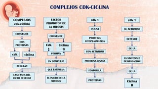 COMPLEJOS
cdk-ciclina
DOS
PROTEINAS
CONSTA DE
cdk ciclina
REGULAN
LAS FASES DEL
CICLO CELULAR
FACTOR
PROMOTOR DE
LA MITOSIS
CONSTA DE
Cdk
1
Ciclina
B
QUE ESTIMULA
FORMAN
UN COMPLEJO
EL INICIO DE LA
MITOSIS
cdk 1
ES UNA
PROTEINA
CITOPLASMÁTICA
CON ACTIVIDAD
PROTEINA-CINASA
FOSFORILA
PROTEINAS
SU ACTIVIDAD
DEPENDE
Ciclina
B
LA SINTESIS O
DEGRADACIÓN
DE LA
DE LA
cdk 1
COMPLEJOS CDK-CICLINA
 