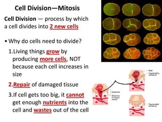 Cell Division—Mitosis
Cell Division — process by which
a cell divides into 2 new cells
• Why do cells need to divide?
1.Living things grow by
producing more cells, NOT
because each cell increases in
size
2.Repair of damaged tissue
3.If cell gets too big, it cannot
get enough nutrients into the
cell and wastes out of the cell
 