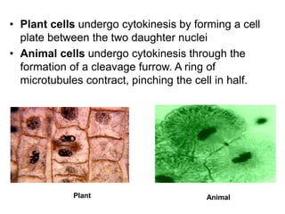 Plant Animal
• Plant cells undergo cytokinesis by forming a cell
plate between the two daughter nuclei
• Animal cells undergo cytokinesis through the
formation of a cleavage furrow. A ring of
microtubules contract, pinching the cell in half.
 