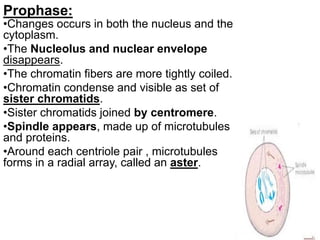 Prophase:
•Changes occurs in both the nucleus and the
cytoplasm.
•The Nucleolus and nuclear envelope
disappears.
•The chromatin fibers are more tightly coiled.
•Chromatin condense and visible as set of
sister chromatids.
•Sister chromatids joined by centromere.
•Spindle appears, made up of microtubules
and proteins.
•Around each centriole pair , microtubules
forms in a radial array, called an aster.
 