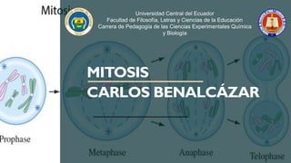 MITOSIS
CARLOS BENALCÁZAR
Universidad Central del Ecuador
Facultad de Filosofía, Letras y Ciencias de la Educación
Carrera de Pedagogía de las Ciencias Experimentales Química
y Biología
 