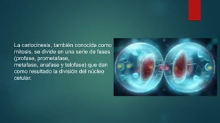 La cariocinesis, también conocida como
mitosis, se divide en una serie de fases
(profase, prometafase,
metafase, anafase y telofase) que dan
como resultado la división del núcleo
celular.
 