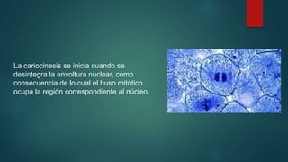La cariocinesis se inicia cuando se
desintegra la envoltura nuclear, como
consecuencia de lo cual el huso mitótico
ocupa la región correspondiente al núcleo.
 