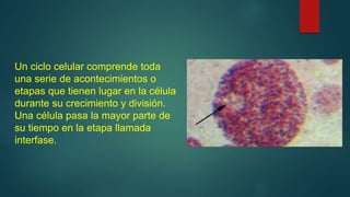 Un ciclo celular comprende toda
una serie de acontecimientos o
etapas que tienen lugar en la célula
durante su crecimiento y división.
Una célula pasa la mayor parte de
su tiempo en la etapa llamada
interfase.
 