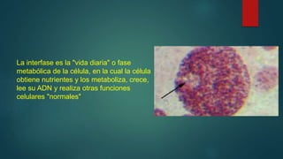 La interfase es la "vida diaria" o fase
metabólica de la célula, en la cual la célula
obtiene nutrientes y los metaboliza, crece,
lee su ADN y realiza otras funciones
celulares "normales"
 