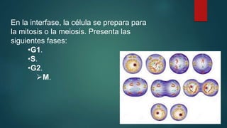 En la interfase, la célula se prepara para
la mitosis o la meiosis. Presenta las
siguientes fases:
•G1.
•S.
•G2.
M.
 