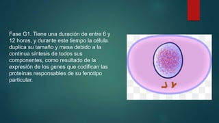 Fase G1. Tiene una duración de entre 6 y
12 horas, y durante este tiempo la célula
duplica su tamaño y masa debido a la
continua síntesis de todos sus
componentes, como resultado de la
expresión de los genes que codifican las
proteínas responsables de su fenotipo
particular.
 