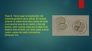 Fase S. Tiene lugar la duplicación del
material genético de la célula. En la fase
anterior la célula tenía dos copias de cada
cromosoma (una de la madre y otra del
padre), pero cuando pasa por la fase S se
duplica todo el ADN, por tanto pasa a tener
cuatro copias de cada cromosoma
(dotación 4n).
 