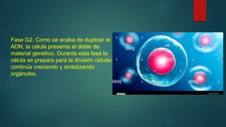 Fase G2. Como se acaba de duplicar el
ADN, la célula presenta el doble de
material genético. Durante esta fase la
célula se prepara para la división celular,
continúa creciendo y sintetizando
orgánulos.
 