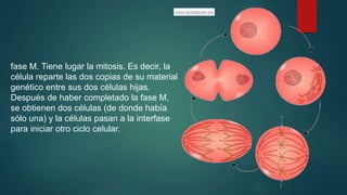 fase M. Tiene lugar la mitosis. Es decir, la
célula reparte las dos copias de su material
genético entre sus dos células hijas.
Después de haber completado la fase M,
se obtienen dos células (de donde había
sólo una) y la células pasan a la interfase
para iniciar otro ciclo celular.
 