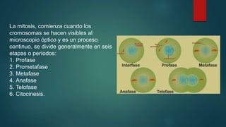 La mitosis, comienza cuando los
cromosomas se hacen visibles al
microscopio óptico y es un proceso
continuo, se divide generalmente en seis
etapas o períodos:
1. Profase
2. Prometafase
3. Metafase
4. Anafase
5. Telofase
6. Citocinesis.
 