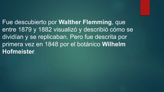 Fue descubierto por Walther Flemming, que
entre 1879 y 1882 visualizó y describió cómo se
dividían y se replicaban. Pero fue descrita por
primera vez en 1848 por el botánico Wilhelm
Hofmeister.
 
