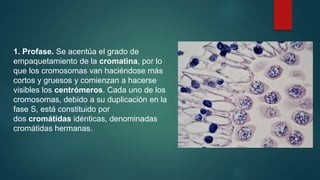 1. Profase. Se acentúa el grado de
empaquetamiento de la cromatina, por lo
que los cromosomas van haciéndose más
cortos y gruesos y comienzan a hacerse
visibles los centrómeros. Cada uno de los
cromosomas, debido a su duplicación en la
fase S, está constituido por
dos cromátidas idénticas, denominadas
cromátidas hermanas.
 