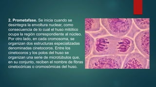 2. Prometafase. Se inicia cuando se
desintegra la envoltura nuclear, como
consecuencia de lo cual el huso mitótico
ocupa la región correspondiente al núcleo.
Por otro lado, en cada cromosoma, se
organizan dos estructuras especializadas
denominadas cinetocoros. Entre los
cinetocoros y los polos del huso se
organizan una serie de microtúbulos que,
en su conjunto, reciben el nombre de fibras
cinetocóricas o cromosómicas del huso.
 