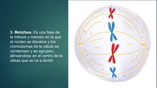 3. Metafase. Es una fase de
la mitosis y meiosis en la que
el núcleo se disuelve y los
cromosomas de la célula se
condensan y se agrupan,
alineándose en el centro de la
célula que se va a dividir.
 
