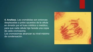 4. Anafase. Las cromátidas son entonces
desplazadas a polos opuestos de la célula
en división por el huso mitótico o meiótico,
para que cada célula hija herede una copia
de cada cromosoma.
Los cromosomas alcanzan su nivel máximo
de condensación.
 