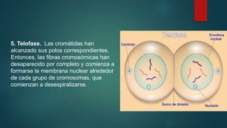 5. Telofase. Las cromátidas han
alcanzado sus polos correspondientes.
Entonces, las fibras cromosómicas han
desaparecido por completo y comienza a
formarse la membrana nuclear alrededor
de cada grupo de cromosomas, que
comienzan a desespiralizarse.
 