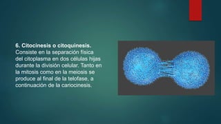 6. Citocinesis o citoquinesis.
Consiste en la separación física
del citoplasma en dos células hijas
durante la división celular. Tanto en
la mitosis como en la meiosis se
produce al final de la telofase, a
continuación de la cariocinesis.
 