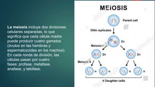 La meiosis incluye dos divisiones
celulares separadas, lo que
significa que cada célula madre
puede producir cuatro gametos
(óvulos en las hembras y
espermatozoides en los machos).
En cada ronda de división, las
células pasan por cuatro
fases: profase, metafase,
anafase, y telofase.
 
