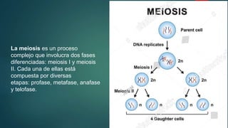 La meiosis es un proceso
complejo que involucra dos fases
diferenciadas: meiosis I y meiosis
II. Cada una de ellas está
compuesta por diversas
etapas: profase, metafase, anafase
y telofase.
 