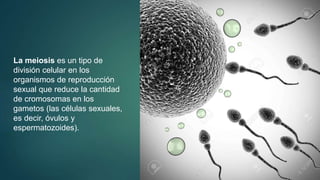 La meiosis es un tipo de
división celular en los
organismos de reproducción
sexual que reduce la cantidad
de cromosomas en los
gametos (las células sexuales,
es decir, óvulos y
espermatozoides).
 
