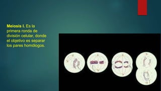 Meiosis I. Es la
primera ronda de
división celular, donde
el objetivo es separar
los pares homólogos.
 