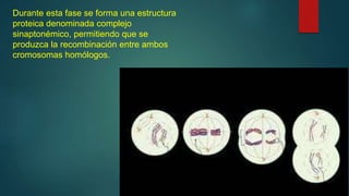Durante esta fase se forma una estructura
proteica denominada complejo
sinaptonémico, permitiendo que se
produzca la recombinación entre ambos
cromosomas homólogos.
 
