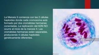 La Meiosis II comienza con las 2 células
haploides donde cada cromosoma está
formado por dos cromátidas hermanas
conectadas. La replicación del ADN NO
ocurre al inicio de la meiosis II. Las
cromátidas hermanas están separadas,
produciendo 4 células haploides
genéticamente diferentes.
 