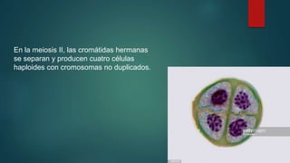 En la meiosis II, las cromátidas hermanas
se separan y producen cuatro células
haploides con cromosomas no duplicados.
 