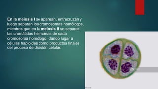 En la meiosis I se aparean, entrecruzan y
luego separan los cromosomas homólogos,
mientras que en la meiosis II se separan
las cromátidas hermanas de cada
cromosoma homólogo, dando lugar a
células haploides como productos finales
del proceso de división celular.
 