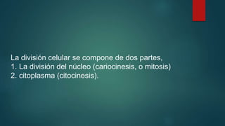 La división celular se compone de dos partes,
1. La división del núcleo (cariocinesis, o mitosis)
2. citoplasma (citocinesis).
 